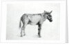 Donkey 1766 by George Stubbs