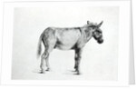 Donkey 1766 by George Stubbs