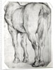 Horse's Rear by Peter Paul Rubens