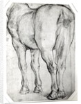 Horse's Rear by Peter Paul Rubens