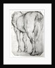 Horse's Rear by Peter Paul Rubens