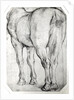 Horse's Rear by Peter Paul Rubens