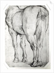 Horse's Rear by Peter Paul Rubens