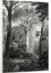 Scene in a Brazilian Forest engraved by J.Bishop by Henry George Hine