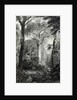 Scene in a Brazilian Forest engraved by J.Bishop by Henry George Hine