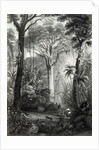 Scene in a Brazilian Forest engraved by J.Bishop by Henry George Hine