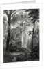 Scene in a Brazilian Forest engraved by J.Bishop by Henry George Hine