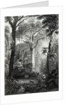 Scene in a Brazilian Forest engraved by J.Bishop by Henry George Hine