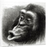 Chimpanzee Disappointed and Sulky by English School