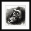 Chimpanzee Disappointed and Sulky by English School