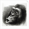 Chimpanzee Disappointed and Sulky by English School