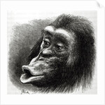 Chimpanzee Disappointed and Sulky by English School