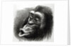 Chimpanzee Disappointed and Sulky by English School