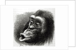 Chimpanzee Disappointed and Sulky by English School