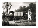 A Cotton Carrier by English School