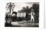 A Cotton Carrier by English School