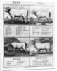 Beef, Veal, Pork, and Mutton Cuts, 1802 by English School