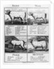 Beef, Veal, Pork, and Mutton Cuts, 1802 by English School