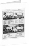 Beef, Veal, Pork, and Mutton Cuts, 1802 by English School