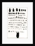 Darwin's insect collection by Anonymous