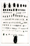 Darwin's insect collection by Anonymous