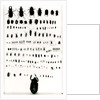 Darwin's insect collection by Anonymous