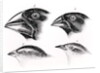 Darwin's Bird Observations by English School