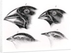 Darwin's Bird Observations by English School