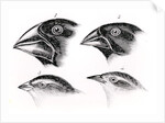 Darwin's Bird Observations by English School