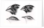 Darwin's Bird Observations by English School