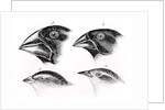 Darwin's Bird Observations by English School