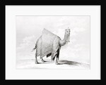 Camel by Alexis Nicolas Perignon