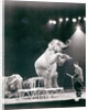 Elephant performing in a Circus by Anonymous