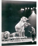 Elephant performing in a Circus by Anonymous