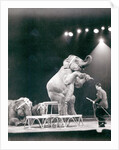 Elephant performing in a Circus by Anonymous