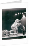 Elephant performing in a Circus by Anonymous