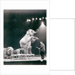 Elephant performing in a Circus by Anonymous