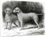 Bedlington Terriers- Mr. F. Armstrong's 'Rosebud' and Mr. A. Armstrong's 'Nailor' by School English