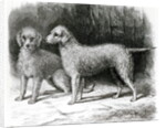 Bedlington Terriers- Mr. F. Armstrong's 'Rosebud' and Mr. A. Armstrong's 'Nailor' by School English