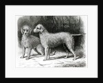 Bedlington Terriers- Mr. F. Armstrong's 'Rosebud' and Mr. A. Armstrong's 'Nailor' by School English