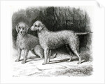 Bedlington Terriers- Mr. F. Armstrong's 'Rosebud' and Mr. A. Armstrong's 'Nailor' by School English