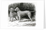 Bedlington Terriers- Mr. F. Armstrong's 'Rosebud' and Mr. A. Armstrong's 'Nailor' by School English
