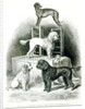 Poodles and Whippet - Group of Mr. Walton's Performing Dogs by School English