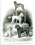 Poodles and Whippet - Group of Mr. Walton's Performing Dogs by School English