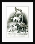 Poodles and Whippet - Group of Mr. Walton's Performing Dogs by School English