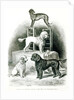 Poodles and Whippet - Group of Mr. Walton's Performing Dogs by School English