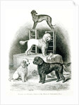 Poodles and Whippet - Group of Mr. Walton's Performing Dogs by School English