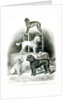 Poodles and Whippet - Group of Mr. Walton's Performing Dogs by School English