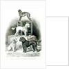 Poodles and Whippet - Group of Mr. Walton's Performing Dogs by School English