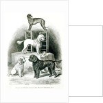 Poodles and Whippet - Group of Mr. Walton's Performing Dogs by School English